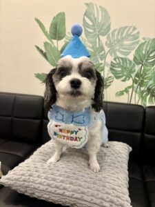 チップ　誕生日1